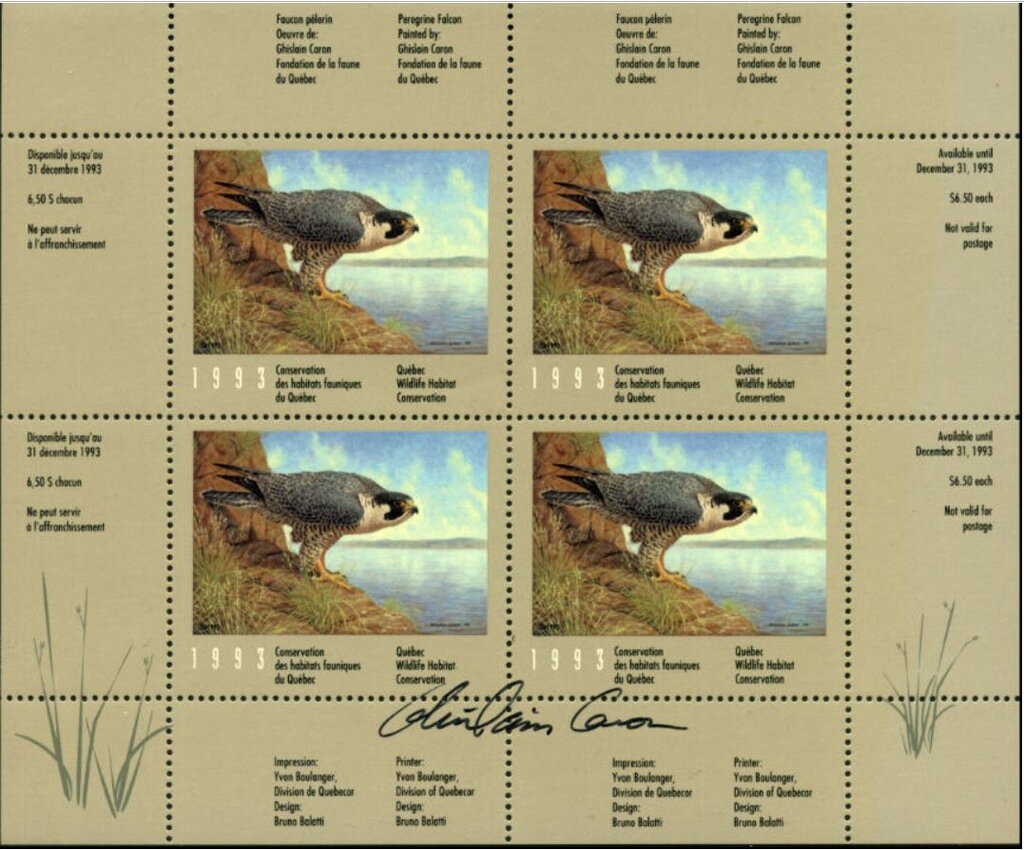 Peregrine Falcon