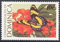 Homerus Swallowtail (Papilio homerus)