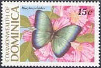 Common Morpho (Morpho peleides)