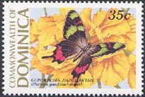 Cuban Cattleheart (Parides gundlachianus)