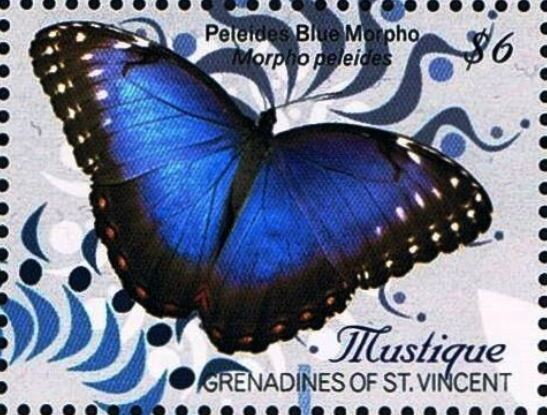 Peleides blue Morpho (Morpho peleides)