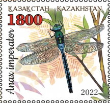 Emperor Dragonfly (Anax imperator)