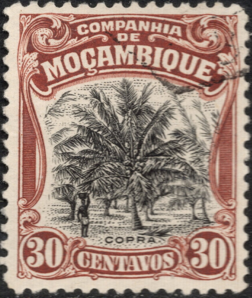 Cocos nucifera