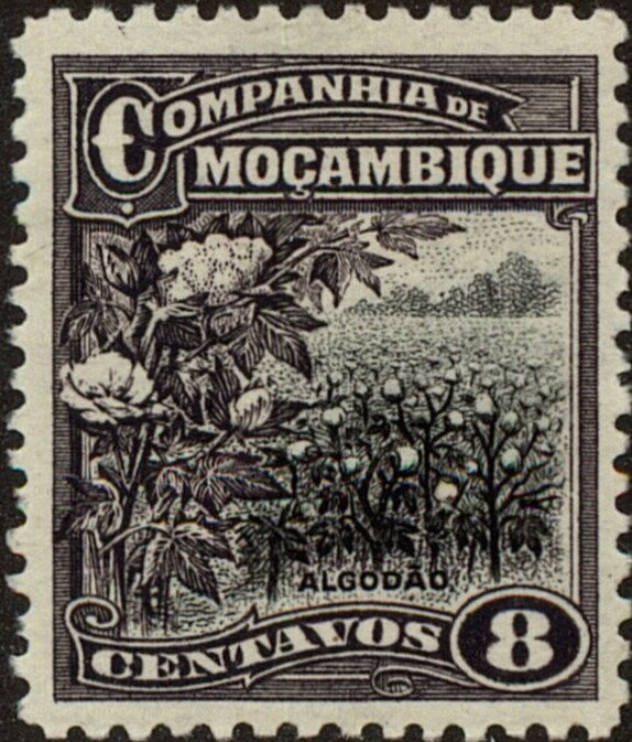 Cotton plantation