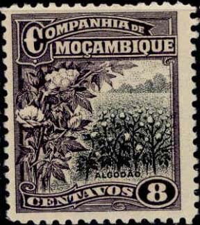 Sisal plantation