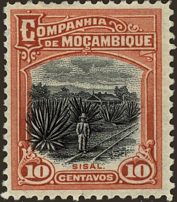 Sisal plantation