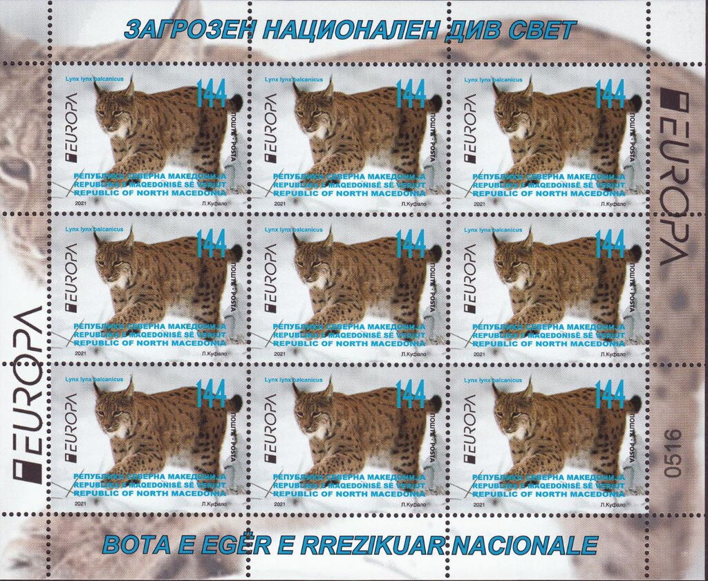 Balkan Lynx (Lynx lynx balcanicus)