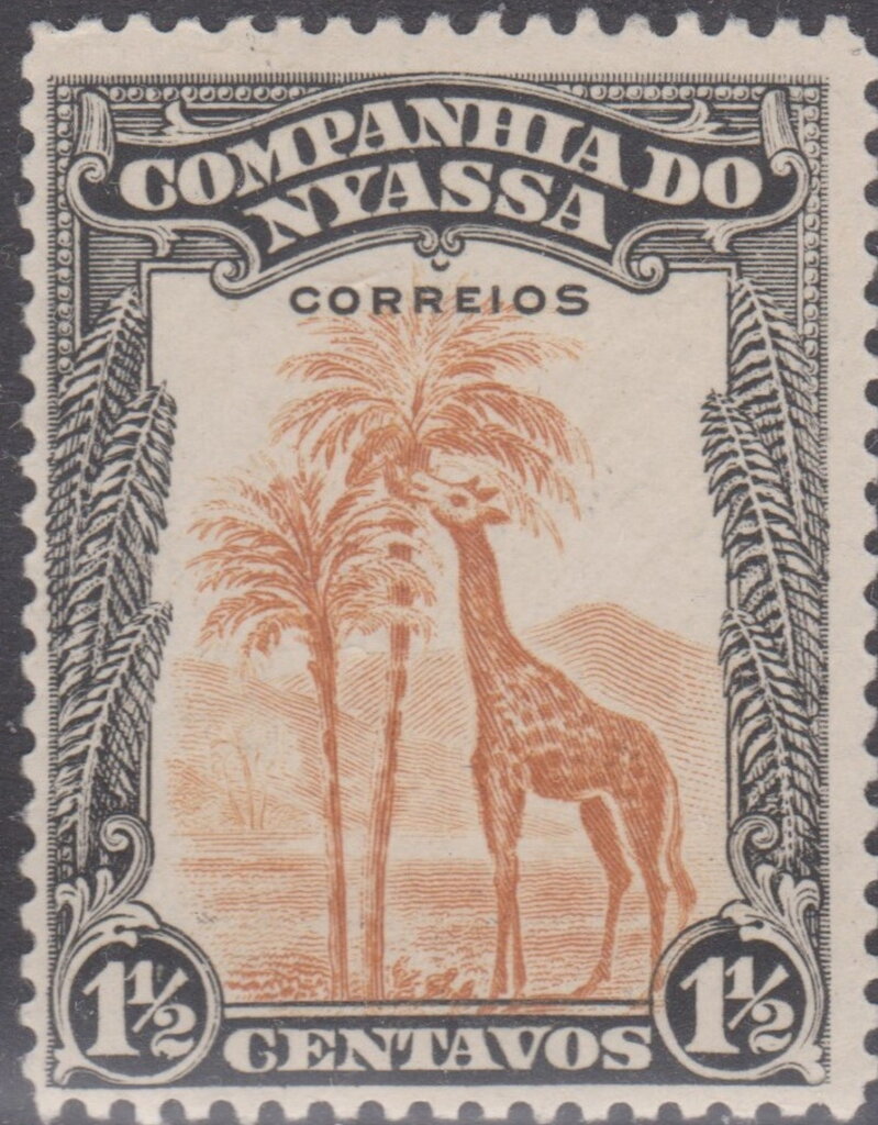 Giraffe (Giraffa camelopardalis)