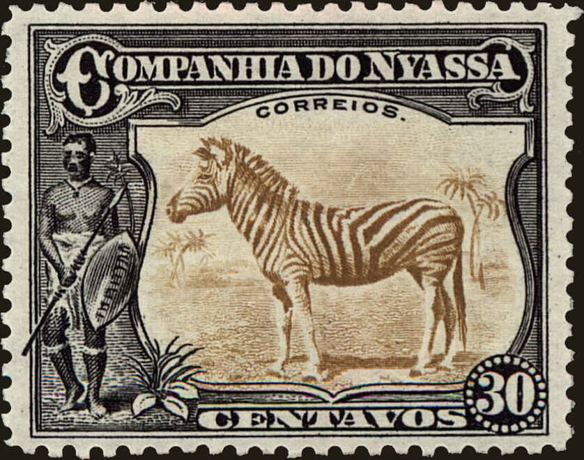 Plains Zebra (Equus quagga)