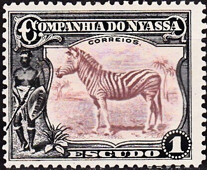 Plains Zebra (Equus quagga)