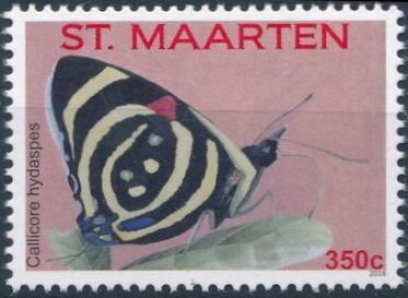 Hydaspes Eighty-Eight (Callicore hydaspes)