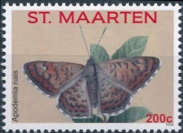 Nais Metalmark (Apodemia nais)
