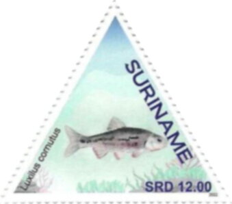 Common Shiner (Luxilus cornutus)