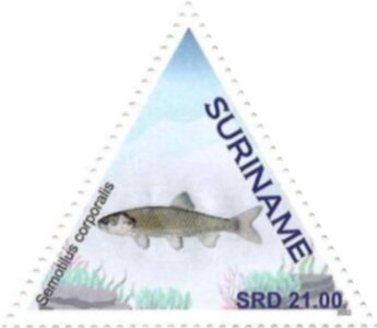 Fallfish (Semotilus corporalis)
