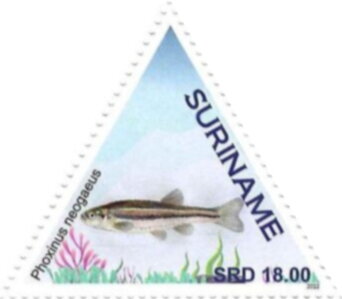 Stamp, Finescale Dace (Phoxinus neogaeus), Suriname,  , Fishes