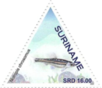 Stamp, Rainbow Shiner (Notropis chrosomus), Suriname,  , Fishes