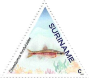 Rosyside Dace (Clinostomus funduloides)
