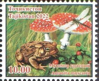 Amanita muscaria and Frog
