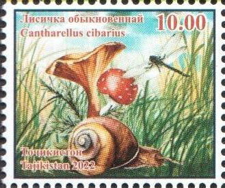 Cantharellus cibarius and Snail