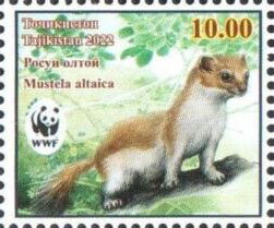 Mountain Weasel (Mustela altaica)