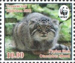 Pallas's cat (Otocolobus manul)