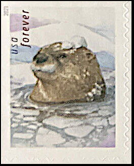 Otters in the Snow