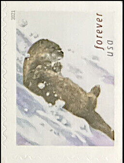Otters in the Snow