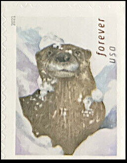 Otters in the Snow