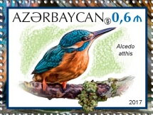 Common Kingfisher (Alcedo atthis)