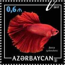 Stamp, Siamese Fighting Fish (Betta splendens), Azerbaijan,  , Animals (Fauna), Fishes