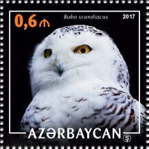 Stamp, Snowy Owl (Bubo scandiacus), Azerbaijan,  , Animals (Fauna), Birds, Owls