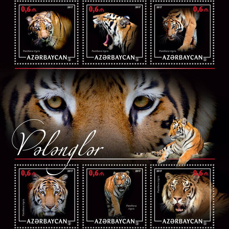Tiger (Panthera tigris)