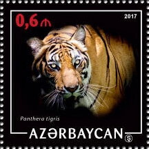 Tiger (Panthera tigris)