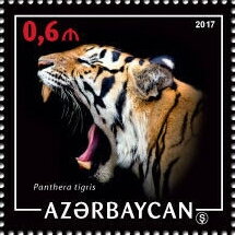 Tiger (Panthera tigris)