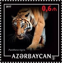 Tiger (Panthera tigris)