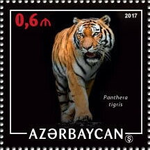 Tiger (Panthera tigris)