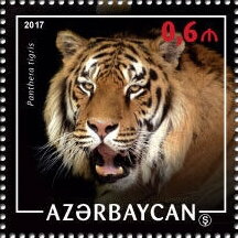 Tiger (Panthera tigris)