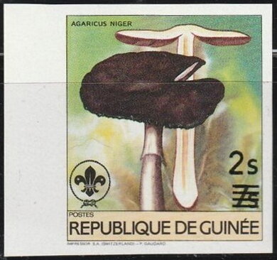 Agaricus niger