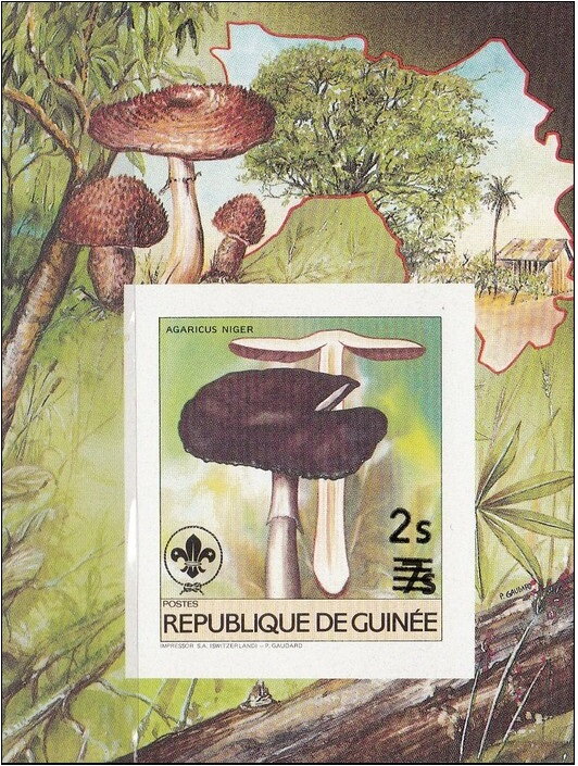 Agaricus niger