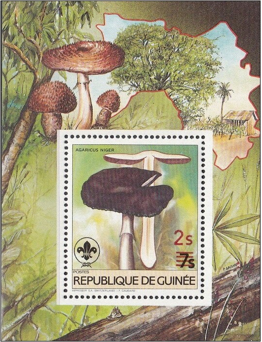 Agaricus niger