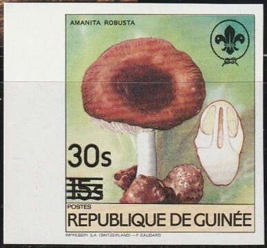 Amanita robusta