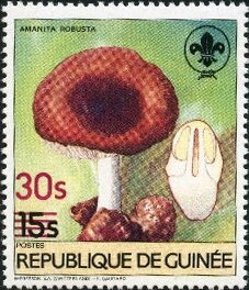 Amanita robusta