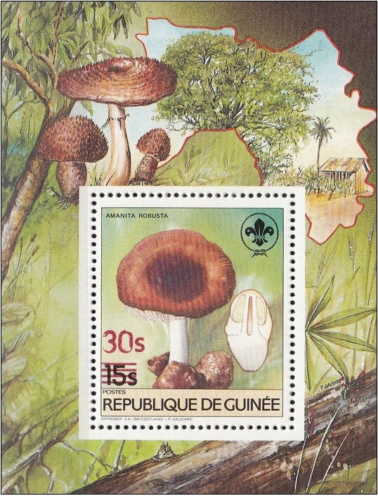 Amanita robusta