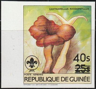 Cantharellus rhodophyllus