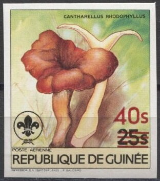 Cantharellus rhodophyllus