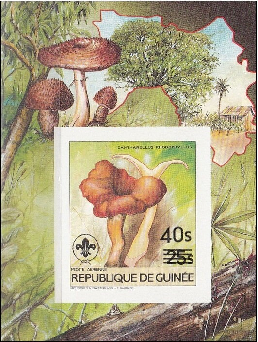 Cantharellus rhodophyllus