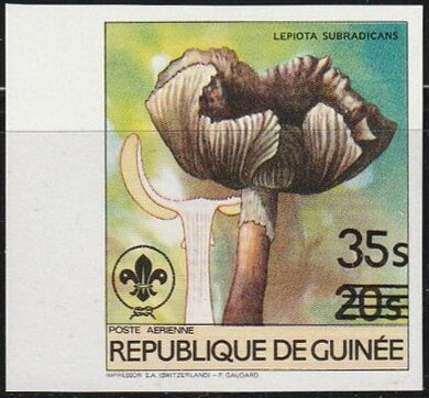 Lepiota subradicans