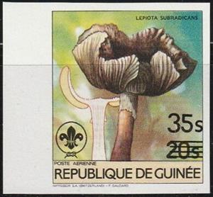 Stamp, Lepiota subradicans, Guinea,  , Mushrooms, Scouting