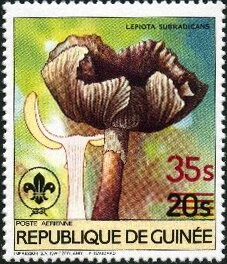 Stamp, Lepiota subradicans, Guinea,  , Mushrooms, Scouting