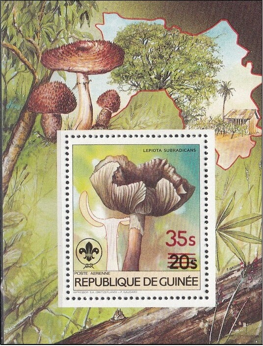Lepiota subradicans